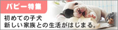 �p�s�[���W�@�n�[�t