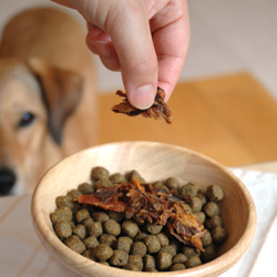 GREEN DOG�F���ӂ肩��